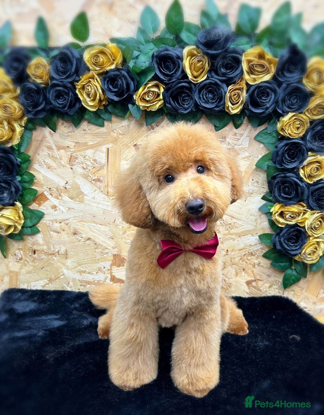 Mixed Breed dogs for sale: Beautiful pomapoo X puppies  - Image 13