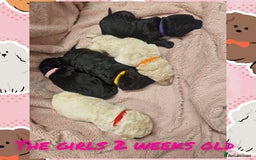 Goldendoodle dogs for sale: Quality goldendoodle puppies*4available,6reserved  - Image 20