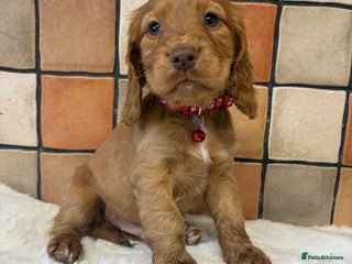 Cocker Spaniel dogs Golden Cocker spaniel puppies working bred - Advert 2