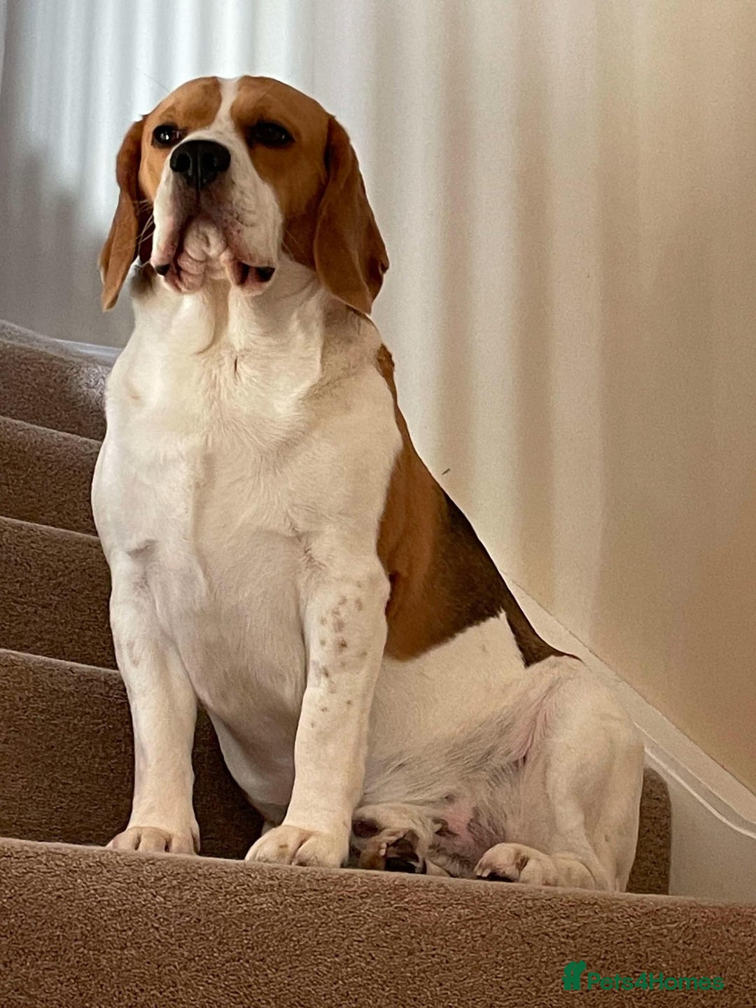 Beagle dogs for stud: KC Registered Beagle for Stud - Advert 9