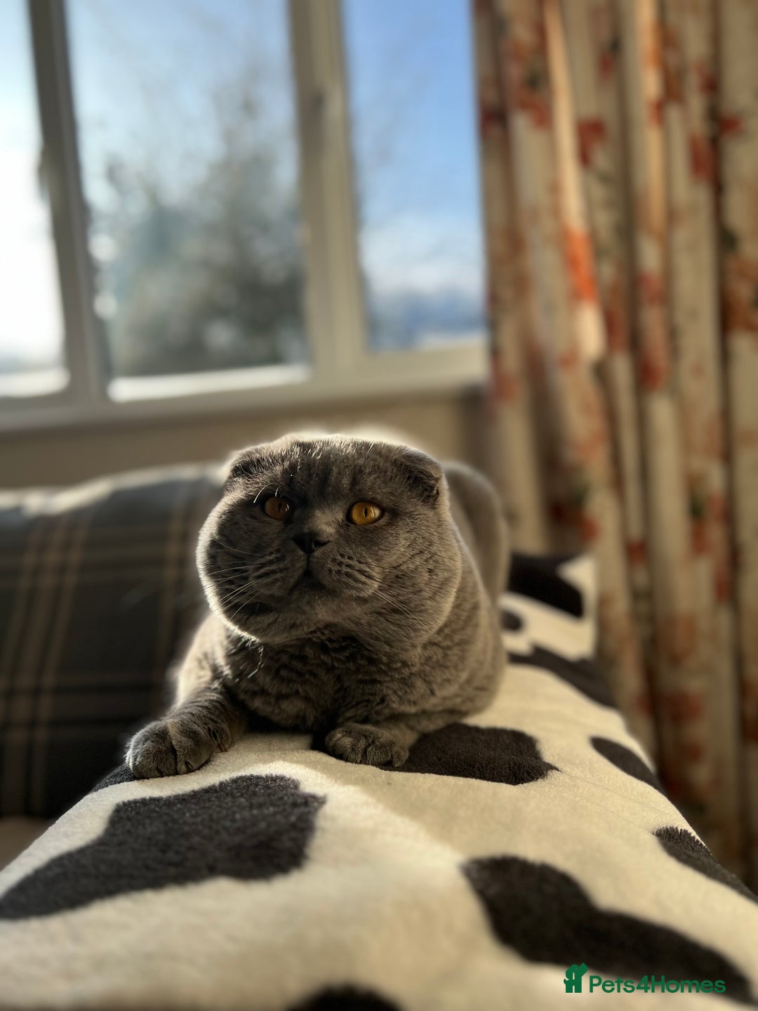 Scottish Fold cats for sale: Sale Scottish and Straight kittens 💗 - Image 11
