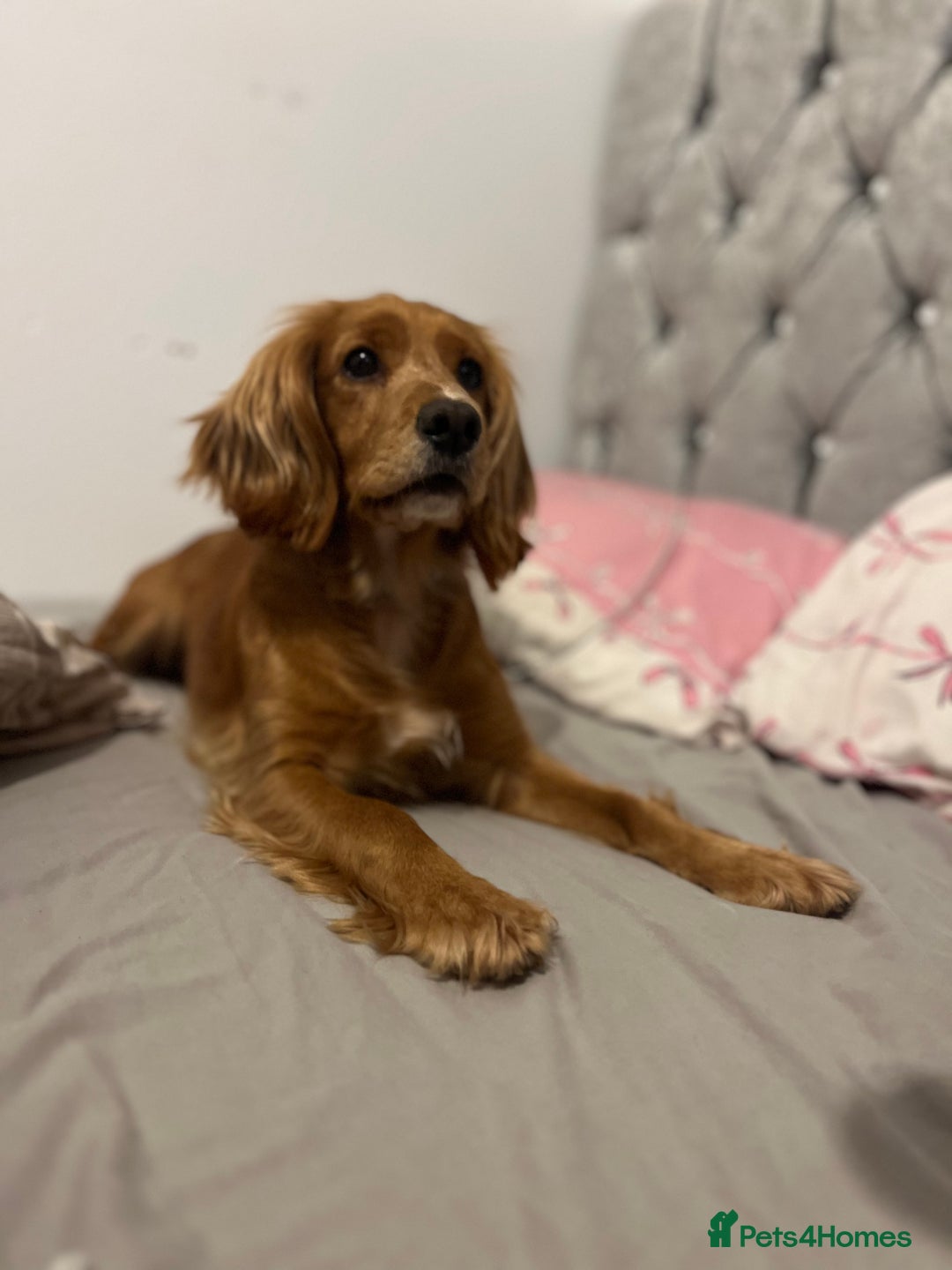 Mixed Breed dogs for sale: Cocker spaniel  - Advert 4