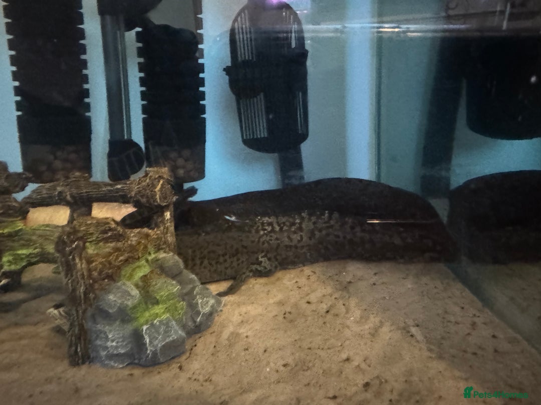 Axolotl reptiles for sale: 3 Axolotl full set up - Image 7