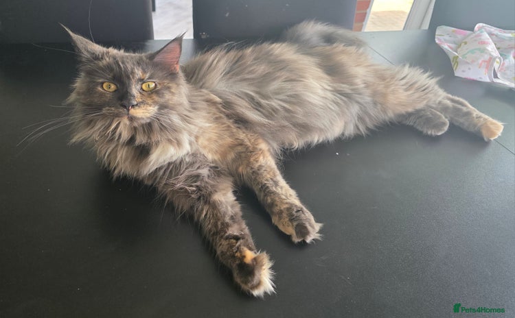 Maine Coon cats - Advert 1