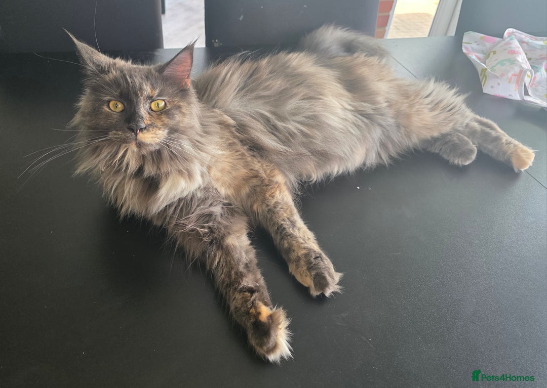 Maine Coon cats for sale: Beautiful Maine Coon female - Image 1