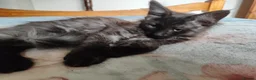 Maine Coon cats for sale: Beautiful Maincoon cross kittens  - Advert 23