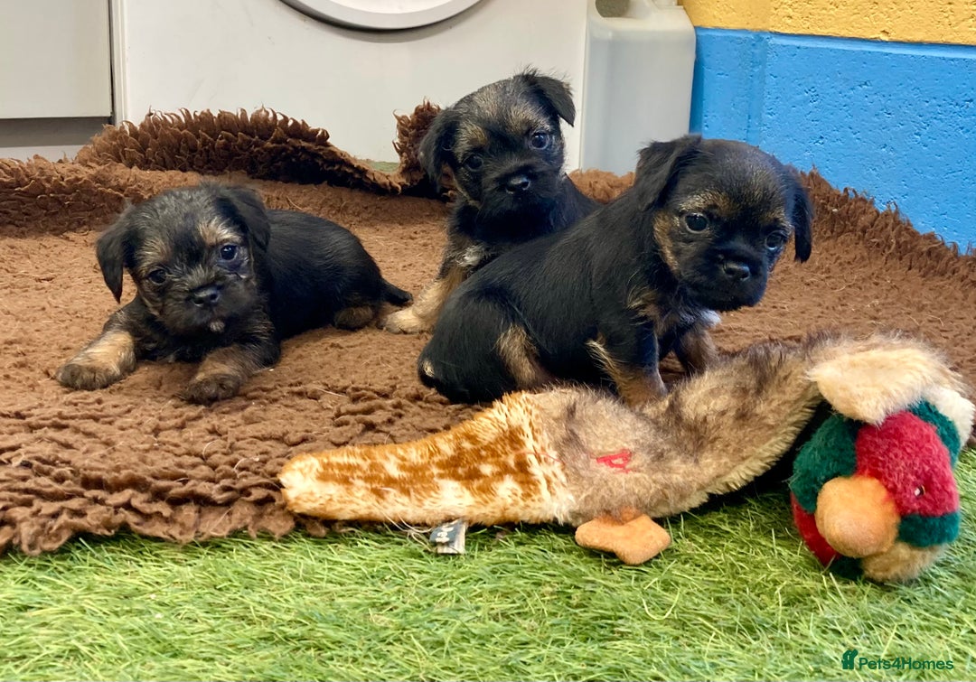 Border Terrier dogs for sale: Border Terrier puppies  - Image 4
