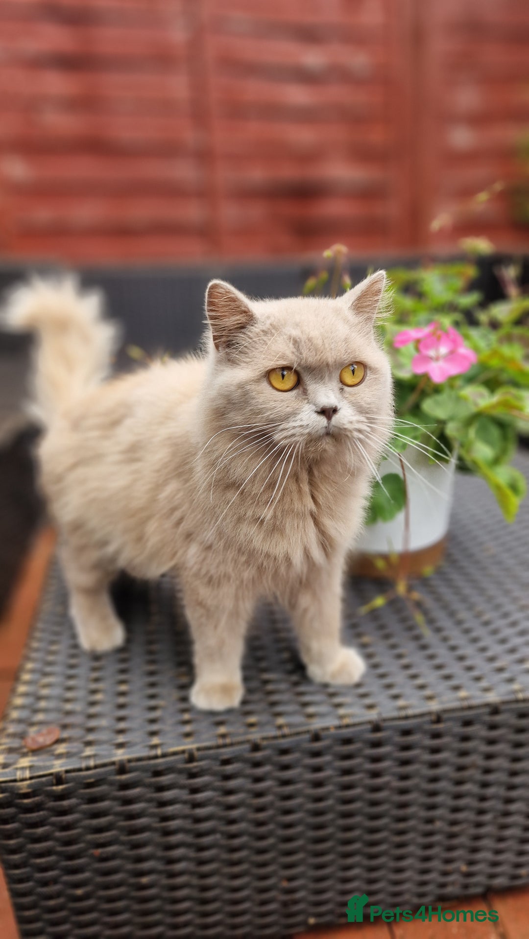 British Longhair cats for sale: British long hair - Image 3