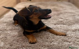 Jack Russell dogs for sale: Traditional Short-legged Jack Russell Boy. - Image 4