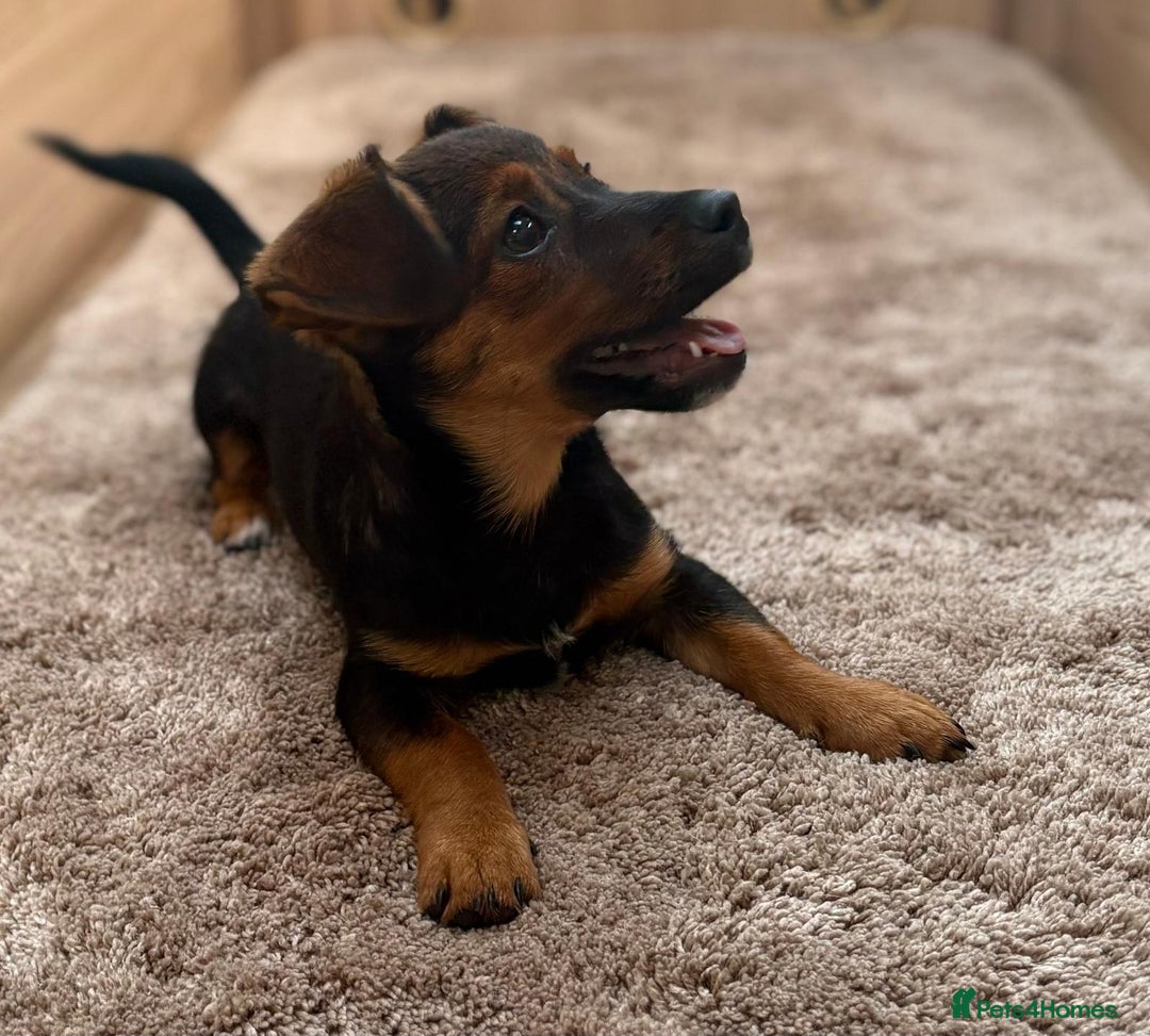 Jack Russell dogs for sale: Traditional Short-legged Jack Russell Boy. - Image 4