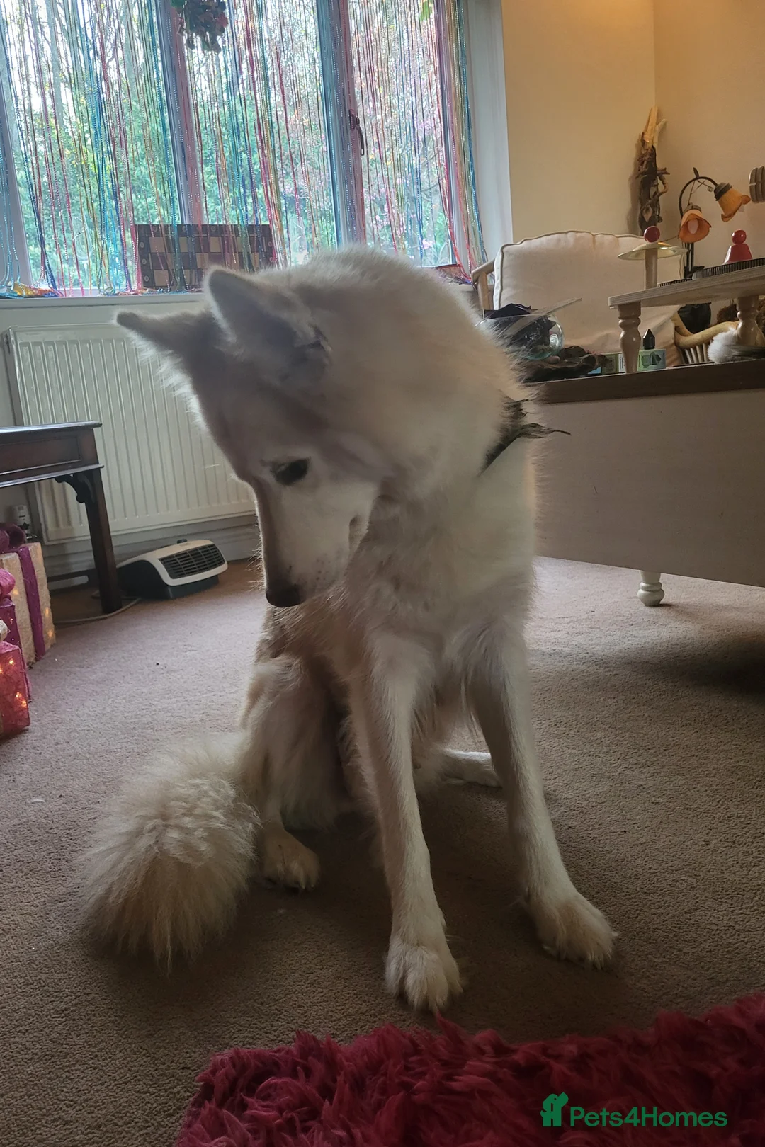 Utonagan dogs for sale: Dakota! Stunning Utonagan. - Advert 2