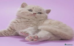 British Shorthair cats for sale: Cute pedigree lilac British shorthair kittens - Image 12