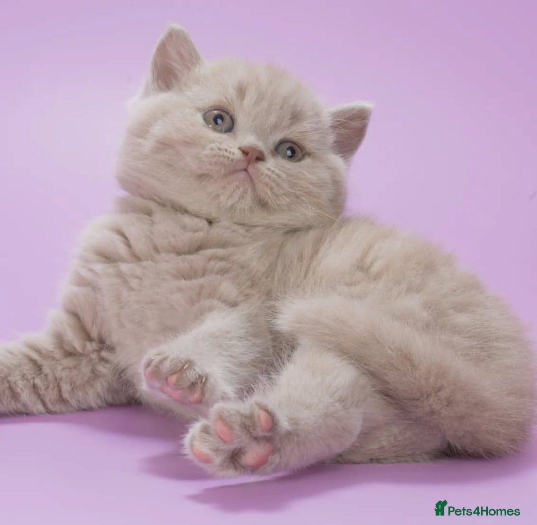 British Shorthair cats for sale: Cute pedigree lilac British shorthair kittens - Image 12