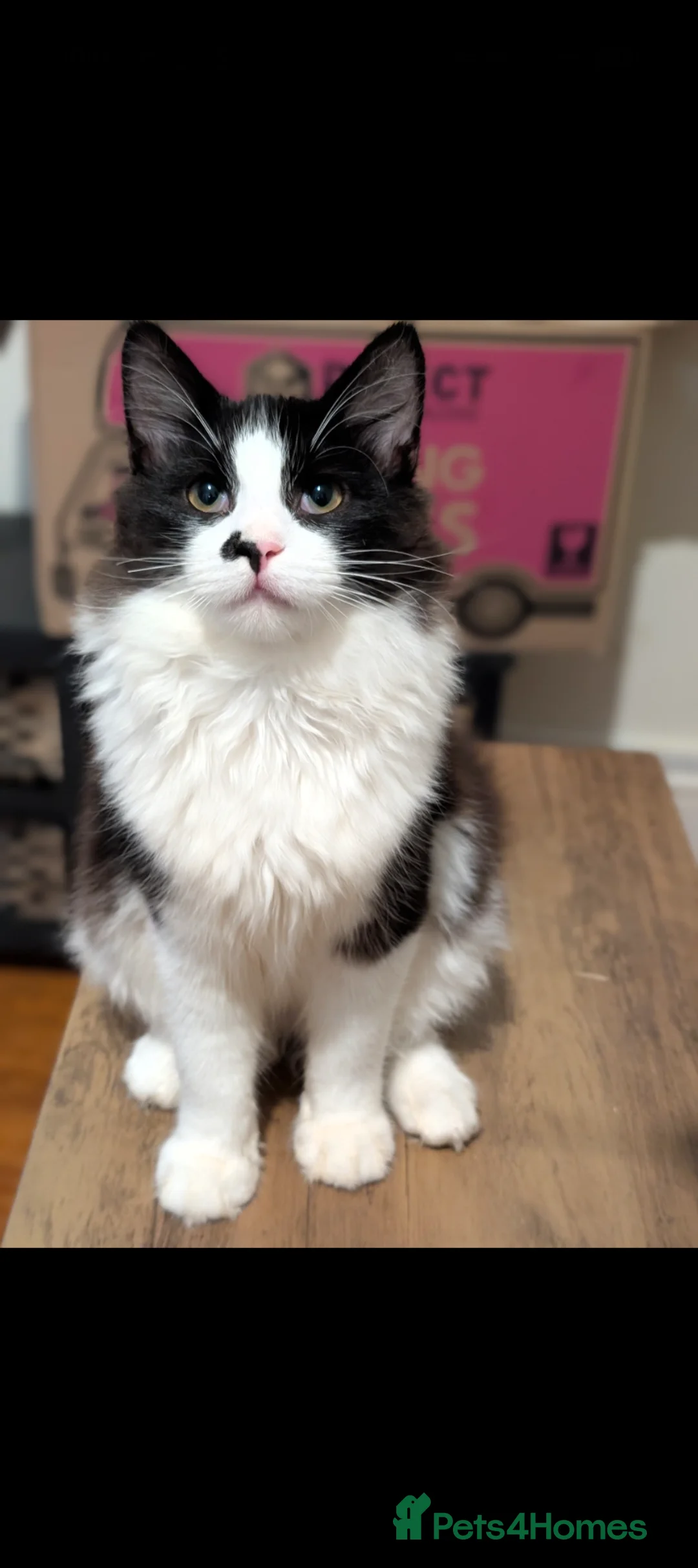 Maine Coon cats for sale: Maine coon kittens  - Advert 5