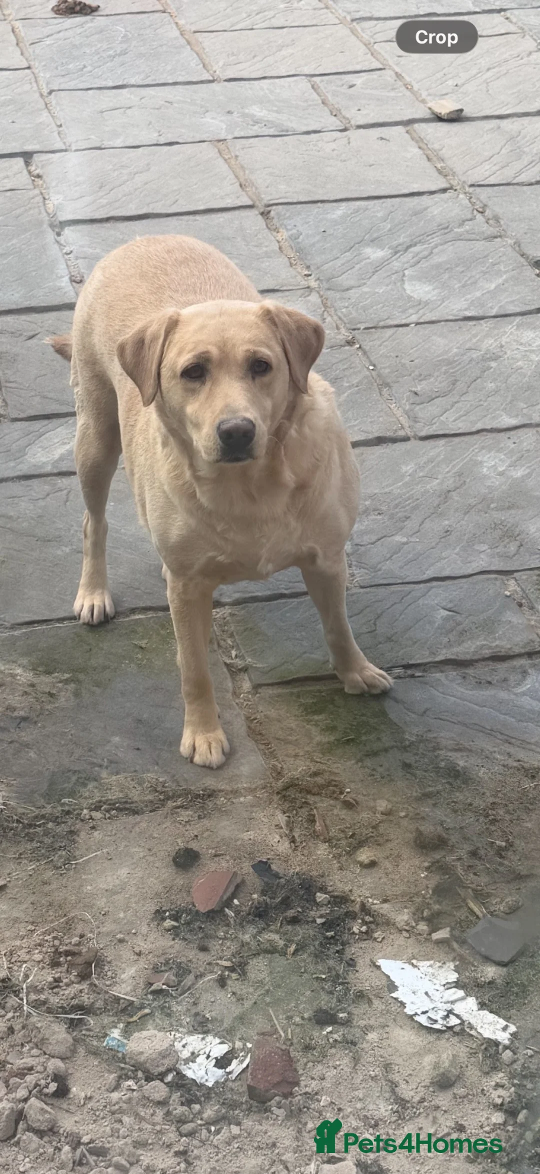 Labrador Retriever dogs for sale: Labrador male and female  - Advert 2