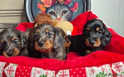 Miniature Dachshund dogs for sale: ⚜️KC PRA clear Miniature Dachshund Puppies  - Image 13