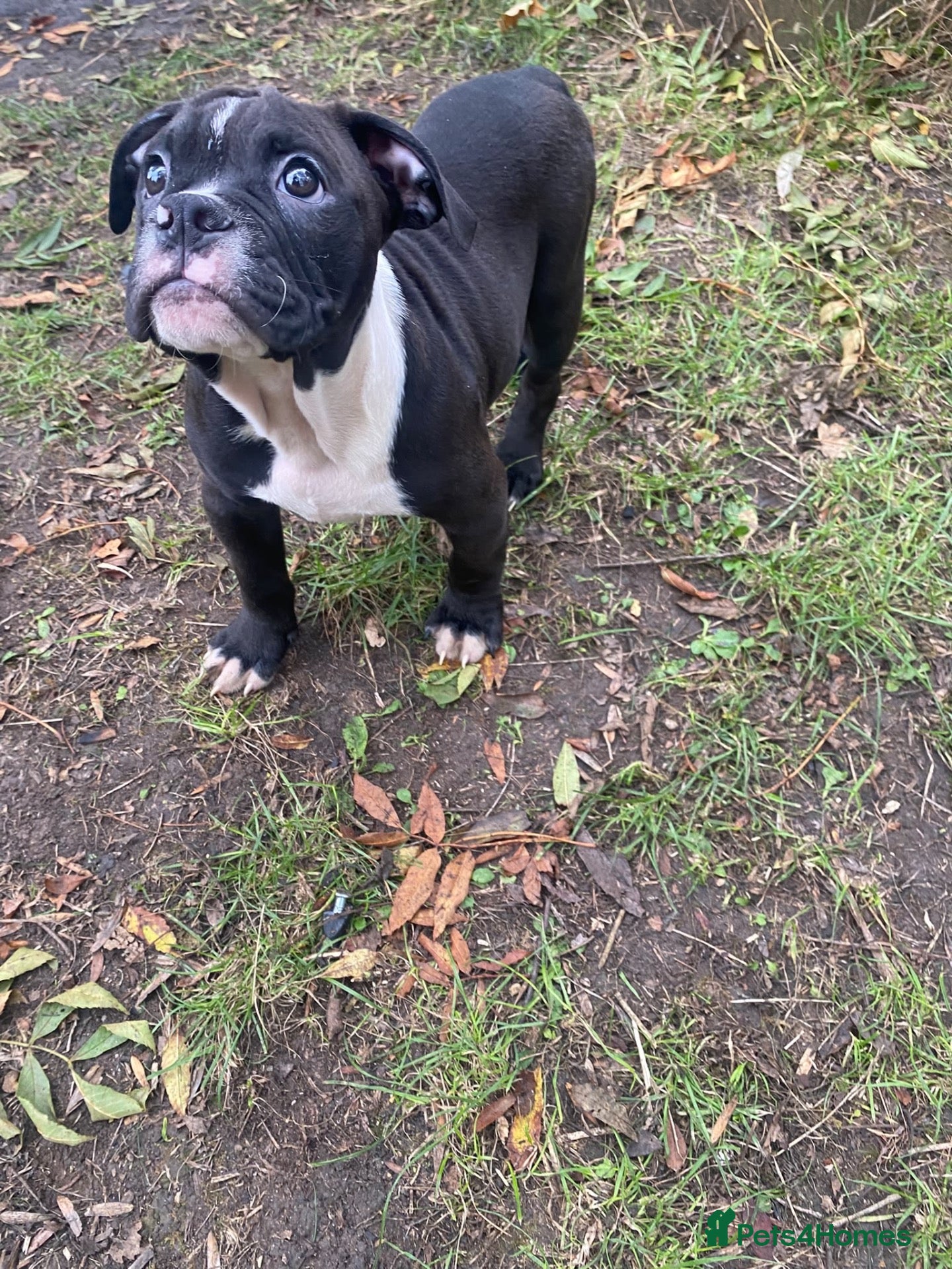 Olde English Bulldogge dogs Olde englsih bulldog puppy ready to leave  - Advert 4