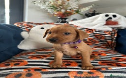 Labrador Retriever dogs for sale: Beautiful fox red Labrador pups - Image 8