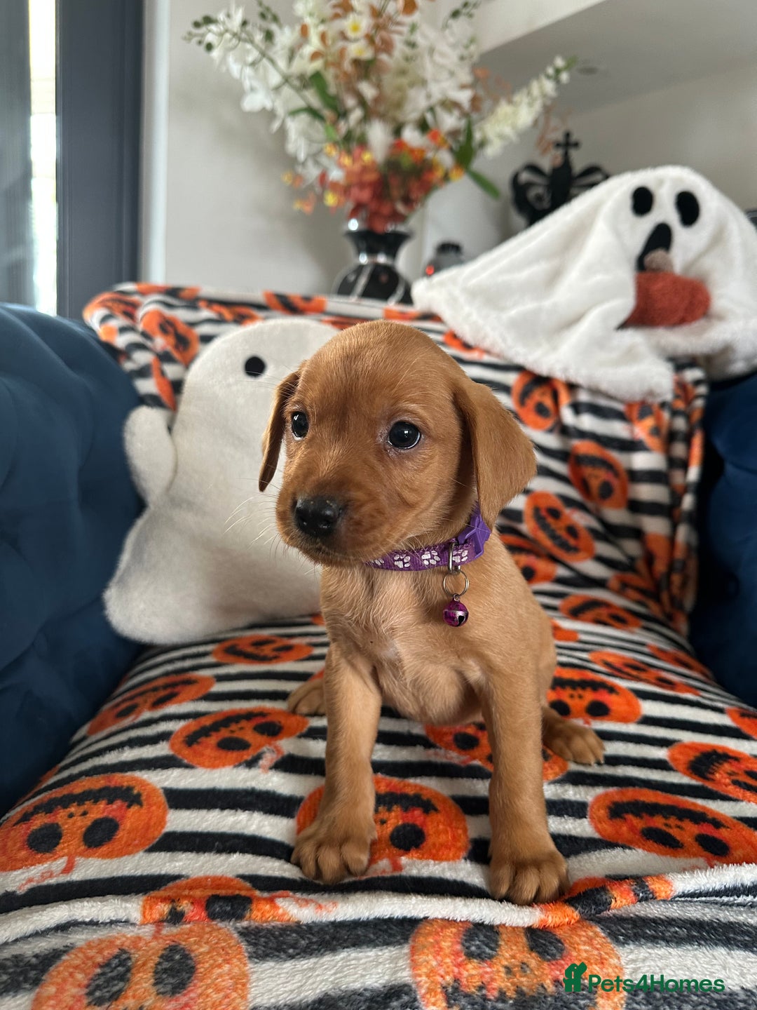 Labrador Retriever dogs for sale: Beautiful fox red Labrador pups - Image 8