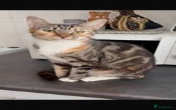 Mixed Breed cats for sale: tabby bengal cross male kitten - Image 7