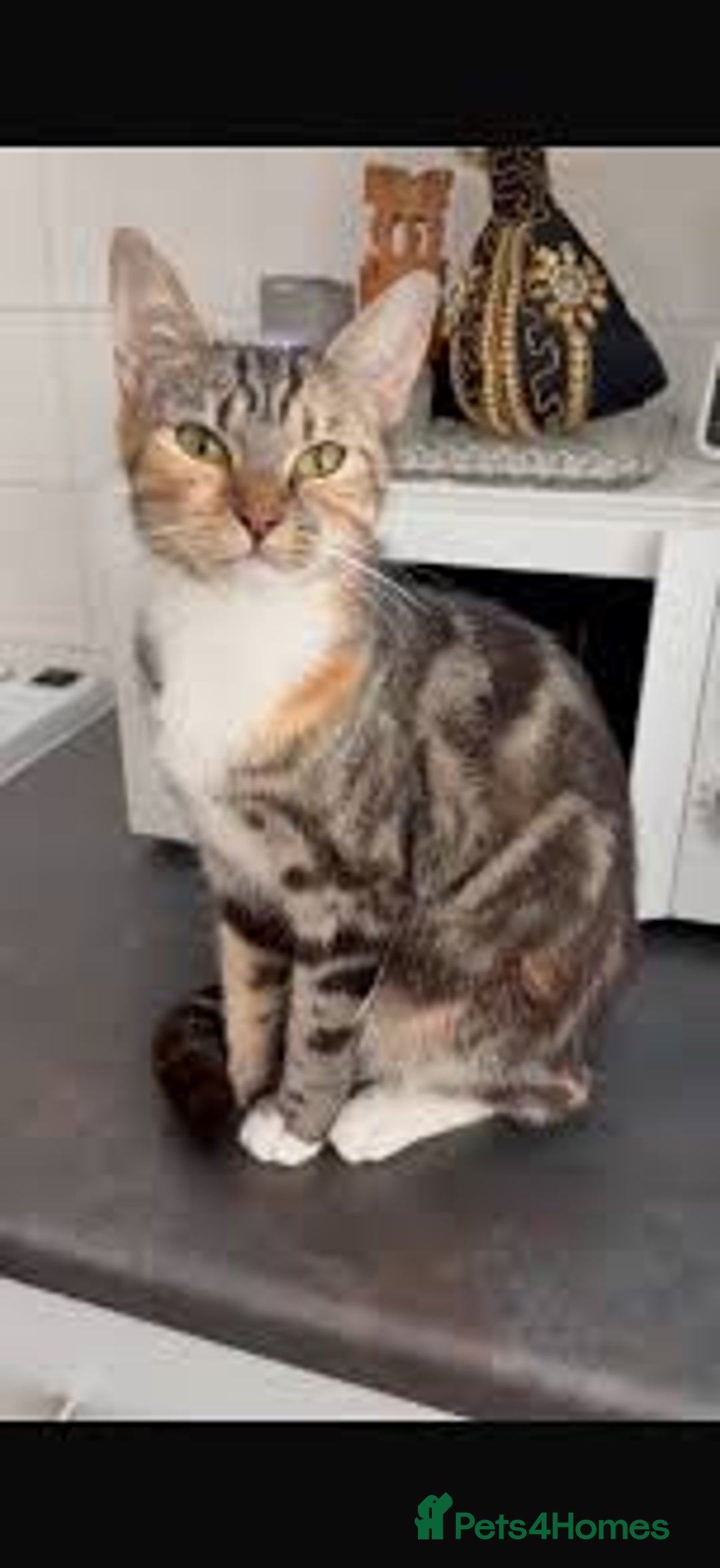 Mixed Breed cats for sale: tabby bengal cross male kitten - Image 7