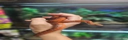 Corn Snake reptiles for sale: Pied cornsnake baby  - Advert 3