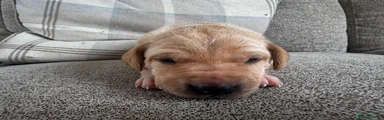 Mixed Breed 4