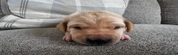 Mixed Breed dogs for sale: Beautiful Labrador x Pointer Puppies  - Advert 4