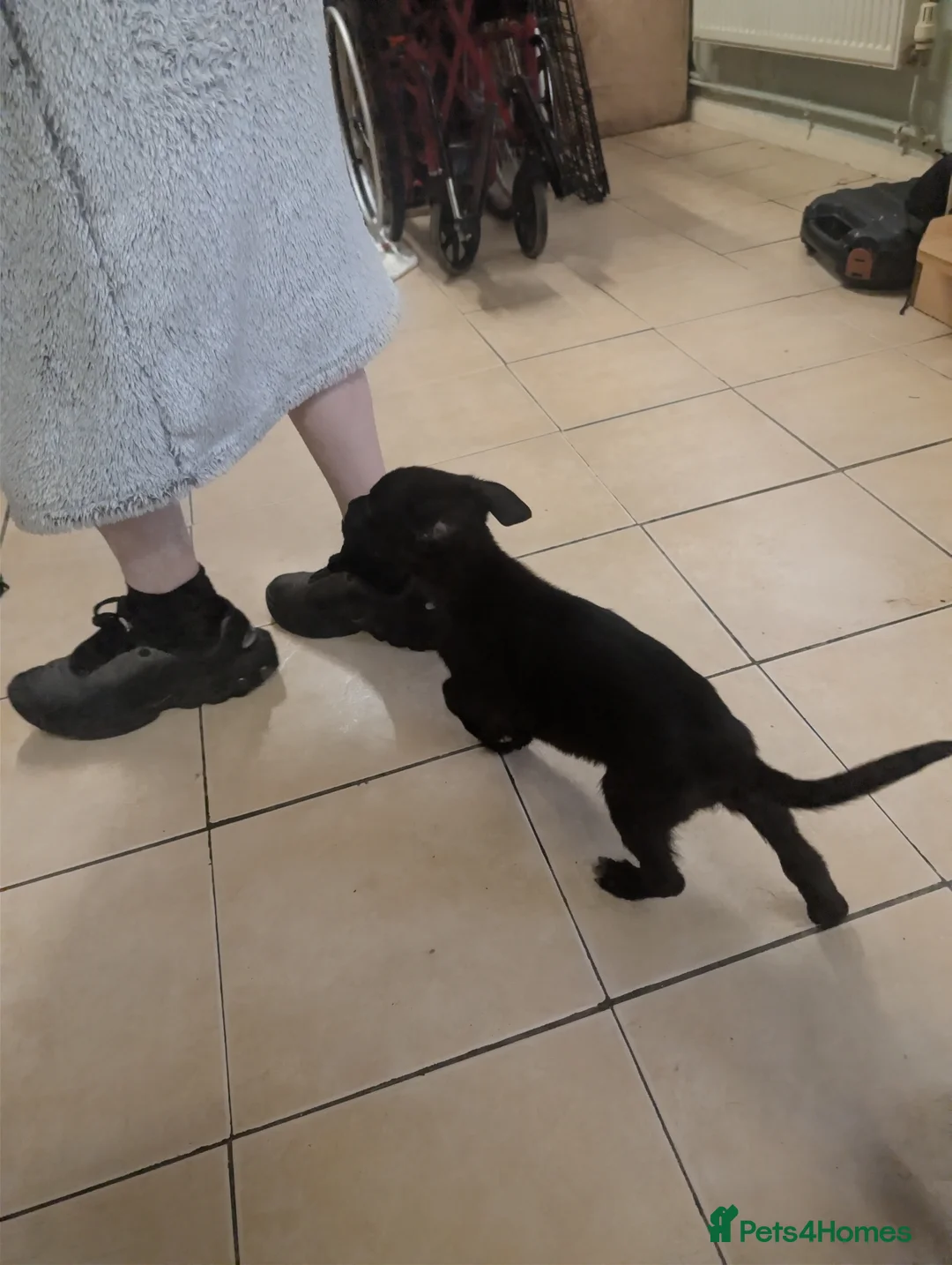 Mixed Breed dogs for sale: Cane corso x German shepherd pups  - Advert 26