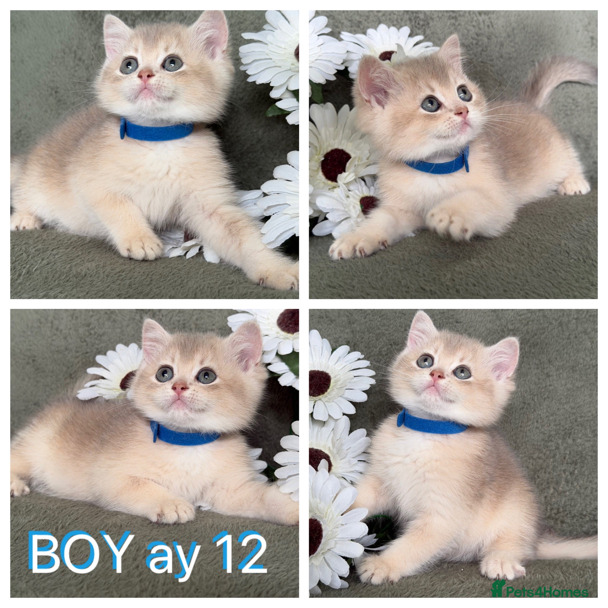 British Shorthair cats British Sh golden adorable kittens GCCF  - Advert 17