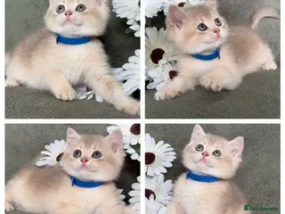 British Shorthair cats British Sh golden adorable kittens GCCF - Advert 17