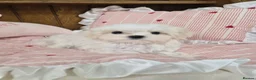 Maltese dogs for sale: 100% Korean‑line Maltese, registered with KKF  - Advert 10