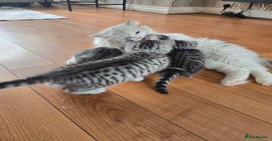 Mixed Breed cats - Advert 6