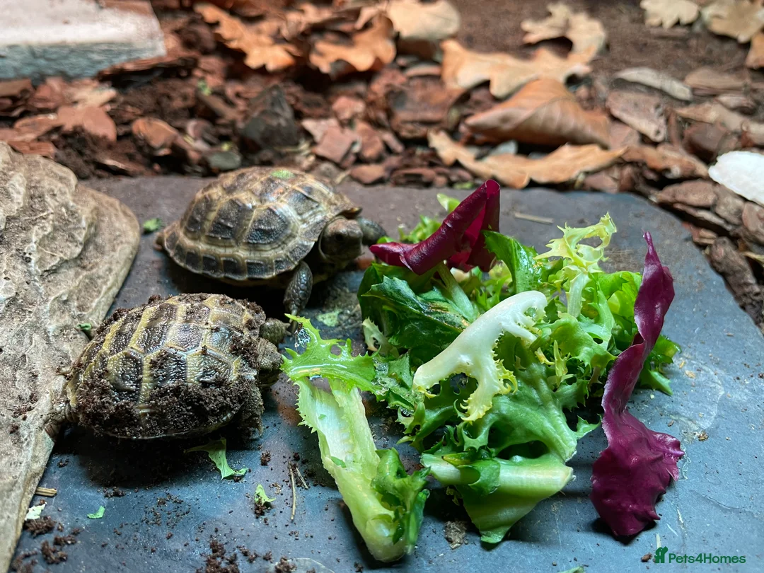 Tortoise reptiles for sale: Baby Horsfield Tortoise CB - Advert 2