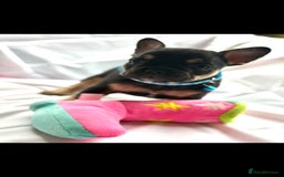 French Bulldog dogs for sale: French bulldog puppies - Image 10