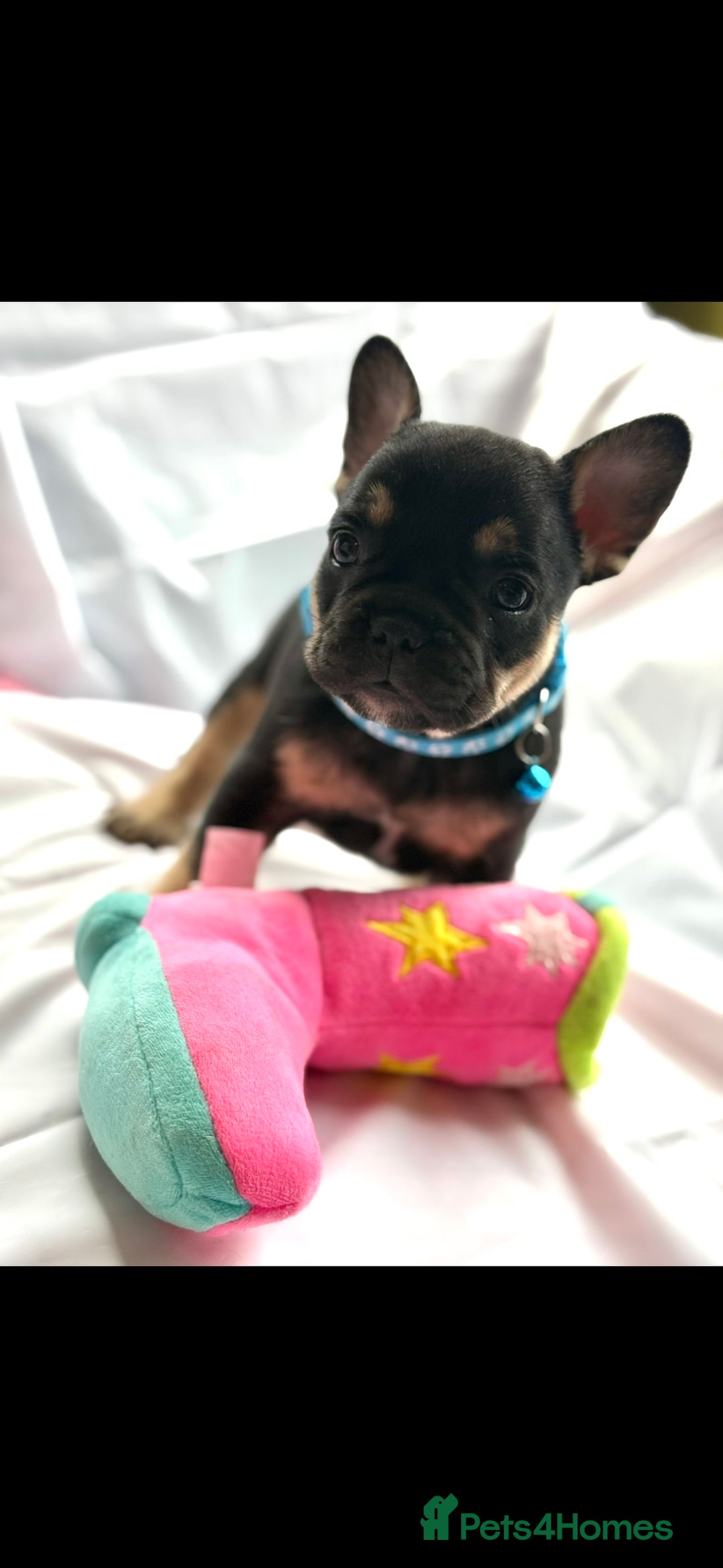 French Bulldog dogs for sale: French bulldog puppies - Image 10