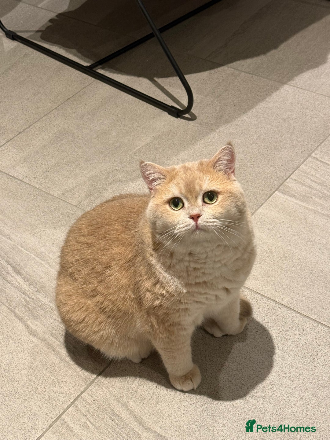 British Shorthair cats for sale: Sweetest 2 British shorthair boys seekingto rehome - Advert 5