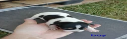 Jack Russell dogs for sale: JRT puppies (3 girls and 3 boys) - Advert 9