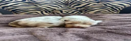 Miniature Dachshund dogs for sale: HEAD TURNING ISABELLA DAPPLE DACHSHUNDS  - Advert 5