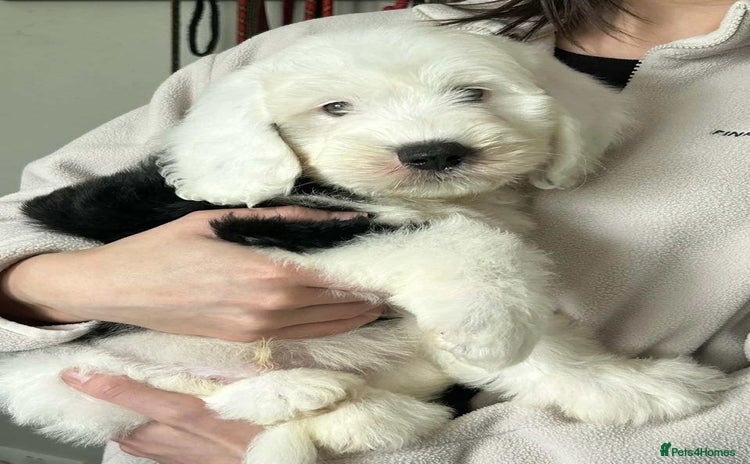 Sheepadoodle dogs - Advert 2