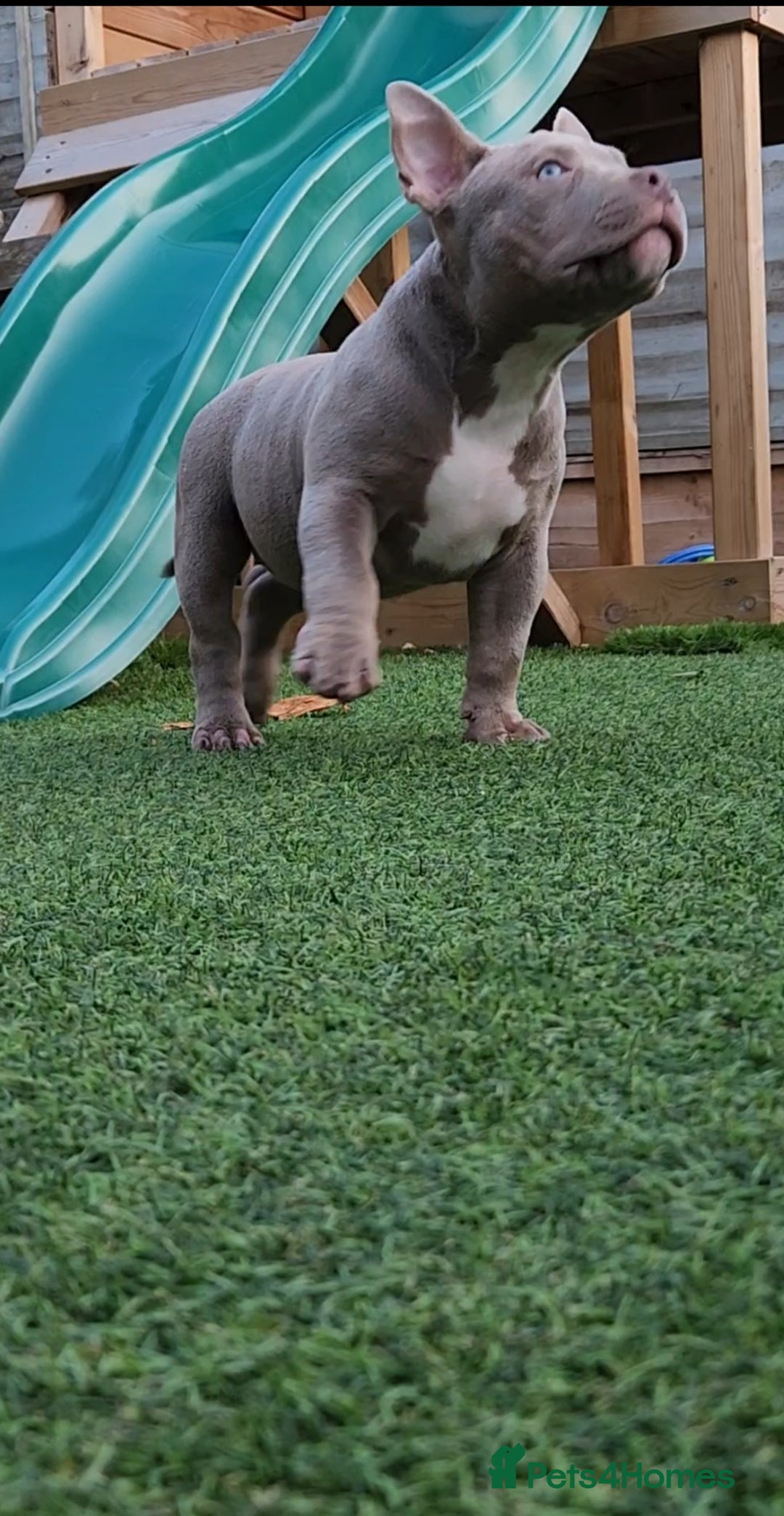 American Bully dogs for sale: American Bully female with extreme future  - Image 2