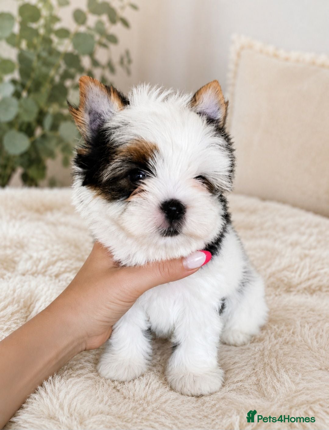 Yorkshire Terrier dogs Tiny Yorkshire Terrier Boys – Teddy Bear Faces - Advert 1