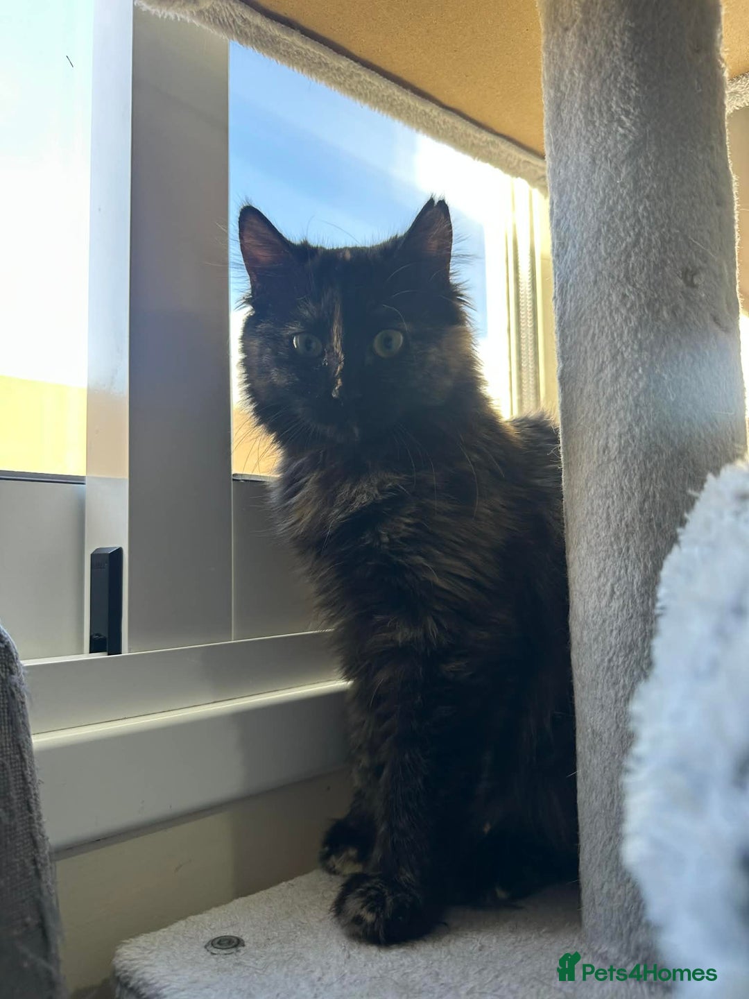 Mixed Breed cats for adoption: Sasha and Nori the fluffy divas - Advert 2