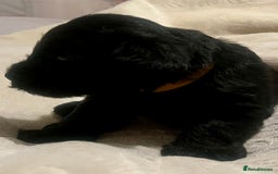 Miniature Schnauzer dogs for sale: 🐾🤎🐶Cavaschnauzer-Pups🐶🤎🐾 - Image 18