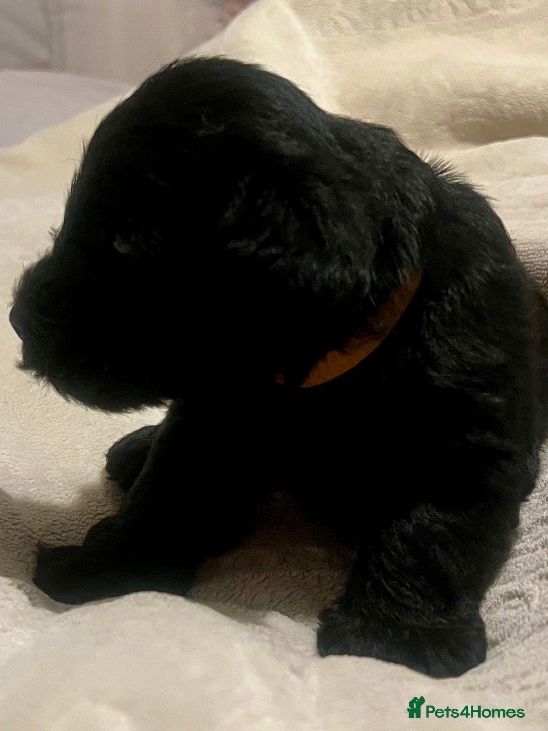 Miniature Schnauzer dogs for sale: 🐾🤎🐶Cavaschnauzer-Pups🐶🤎🐾 - Image 18