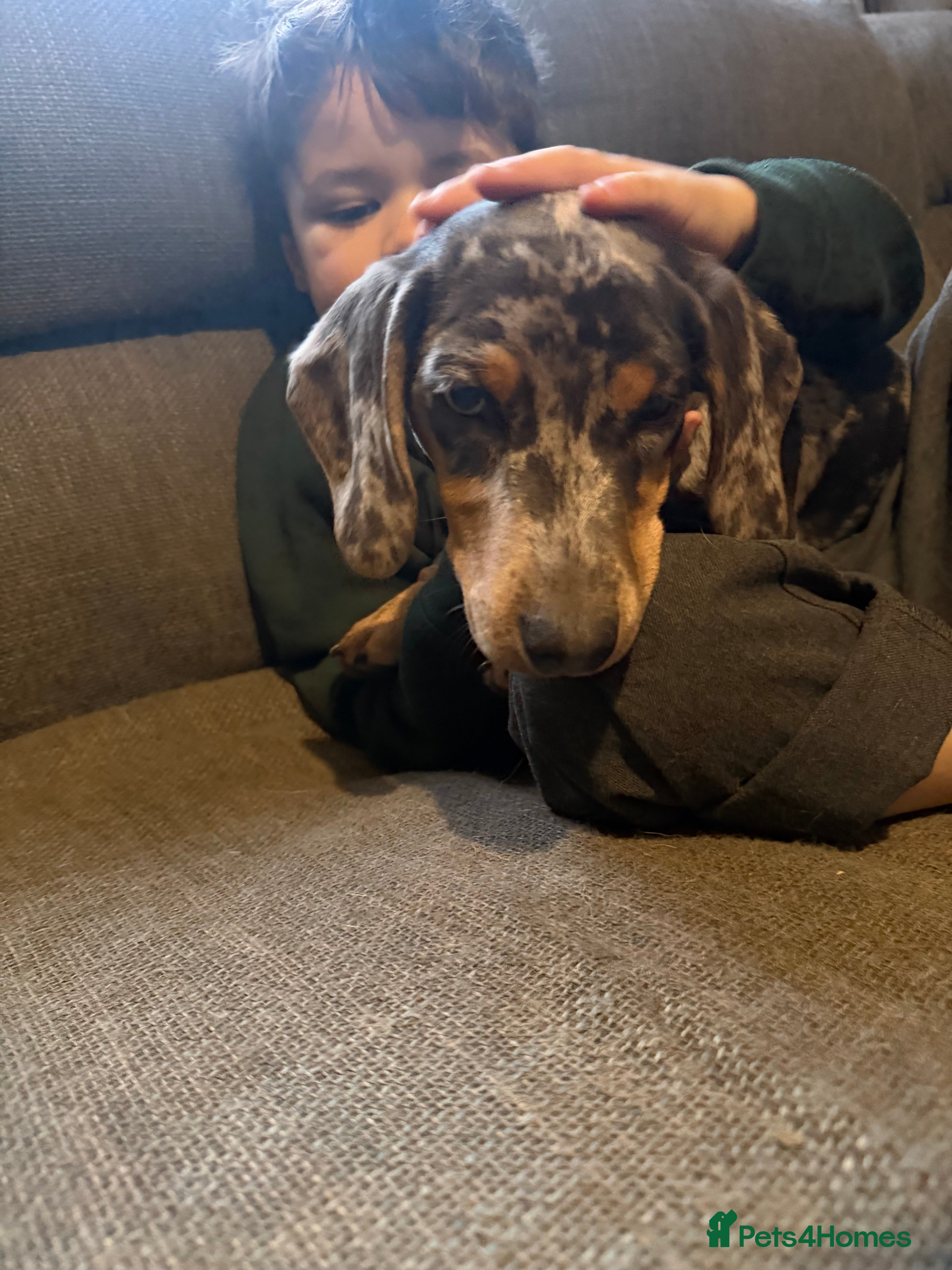 Dachshund dogs Beautiful dachshund girl - Advert 3