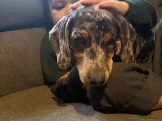 Dachshund dogs Beautiful dachshund girl - Advert 3