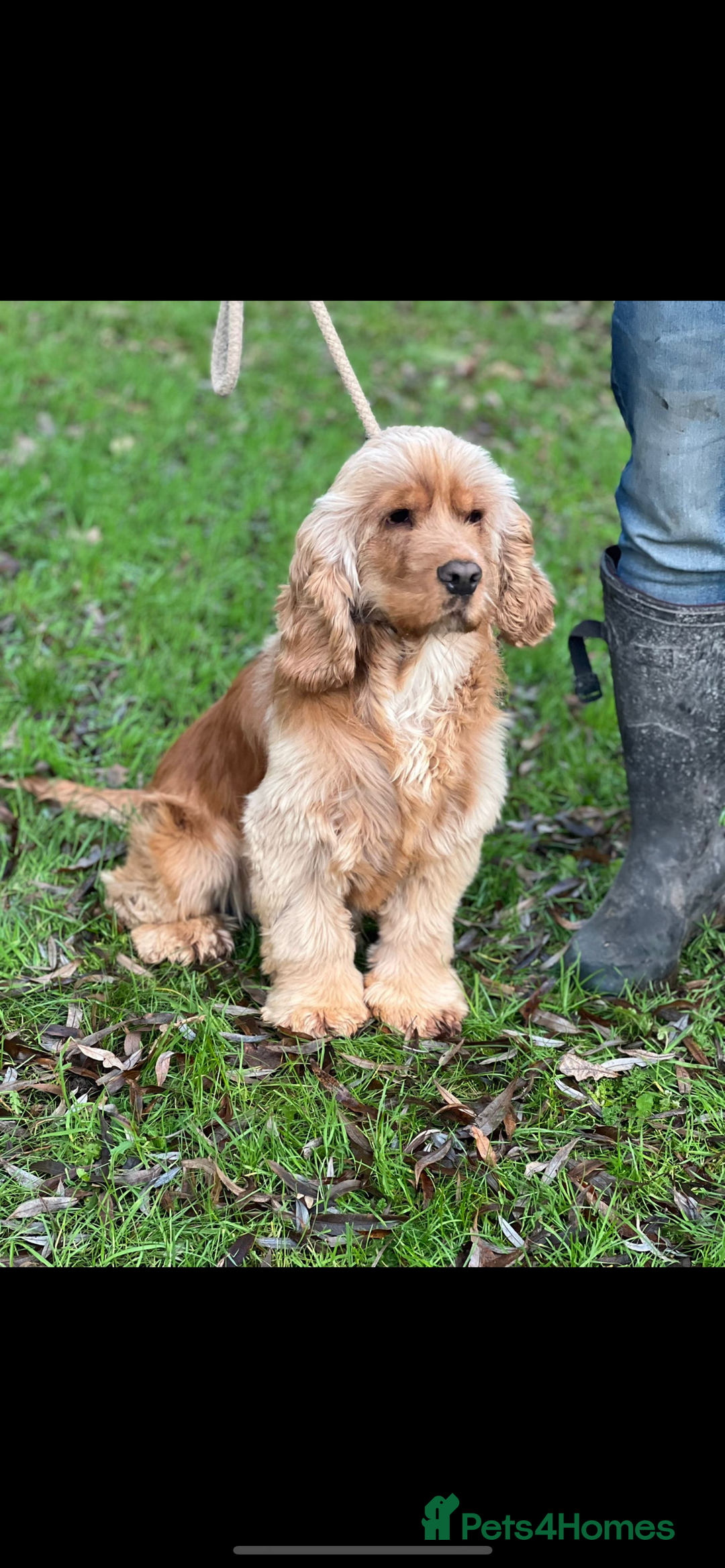 Cocker Spaniel dogs for sale: 100% TRUE SHOW TYPE HEALTH TESTED COCKER SPANIELS  - Advert 7