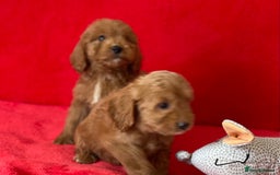 Cockapoo dogs for sale: Adorable cockapoo pups - Image 1