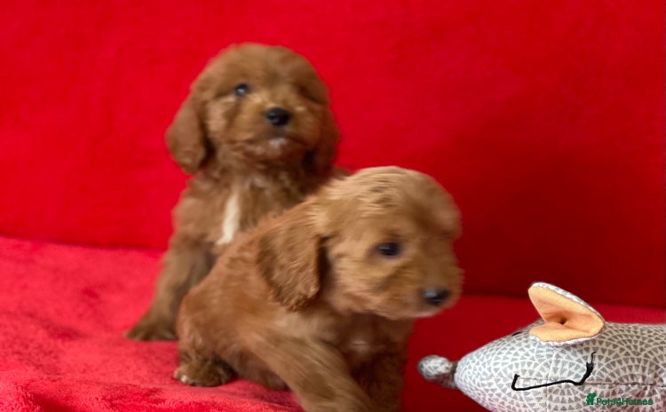 Cockapoo dogs - Advert 1